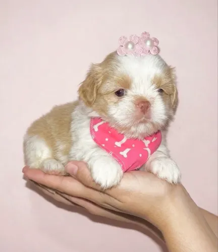 Shih Tzu fêmea exótica olhos claros