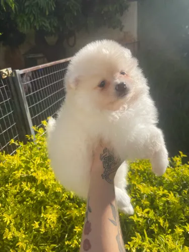 Spitz alemão branco 