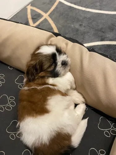 Cachorro
