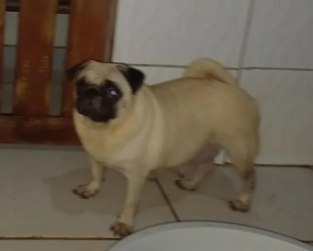 Pug fêmea Adulta 
