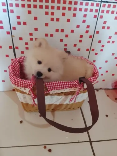 Filhote lindo de Spitz Alemão macho