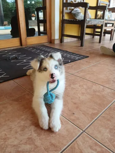 ? Border Collie Blue Merle Macho ?
