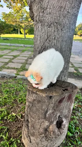 Lulu da Pomerânia Fêmea