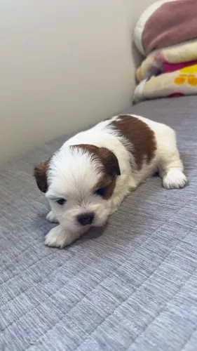 Cachorro Lhasa Apso Fêmea