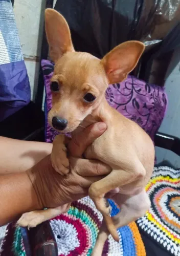 Cachorro Pinscher 0