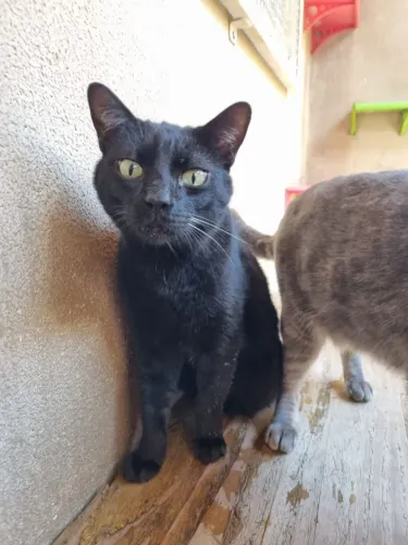 Gato Preto Macho Castrado