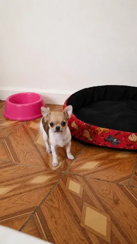 Chihuahua pelo curto