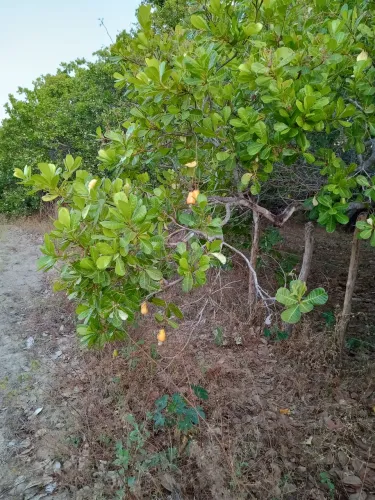 Terreno em altos morro do papagaio