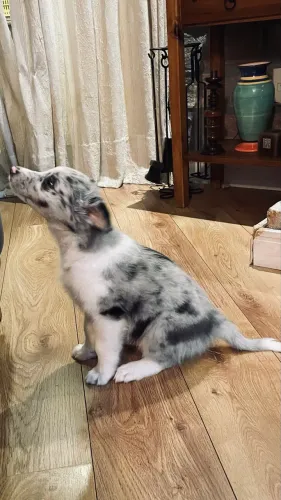 Border Collie em 10 x sem juros