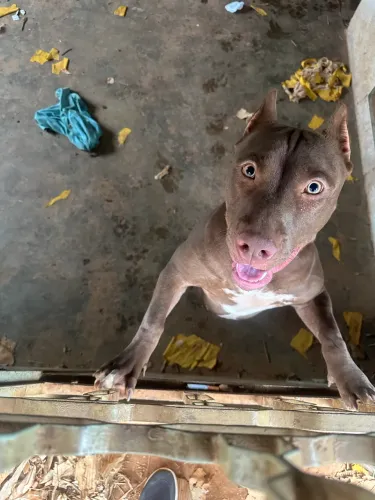 Pitbull america bulle 