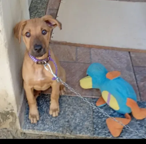 Filhote de cachorro