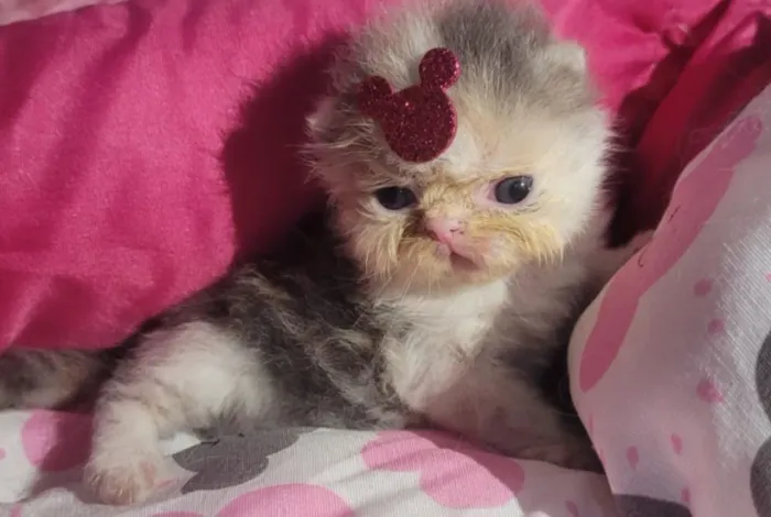 Vendo filhotes de gatos persa
