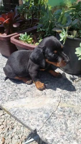 linguicinha preto