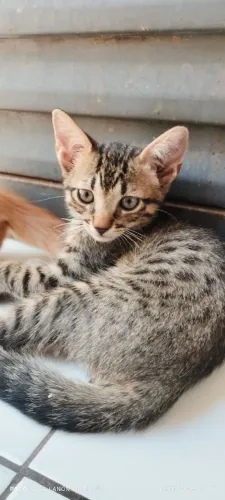 Gatinho para adoção