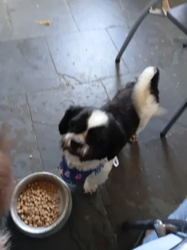 Doação de lhasa
