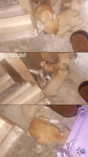 adoção de cachorrinhos, 1 femea e 1 macho