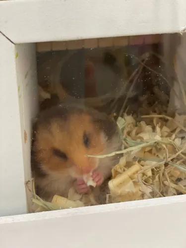 Hamster sírio doação