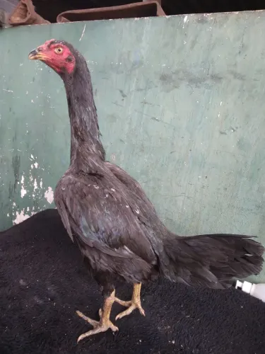 Disponível