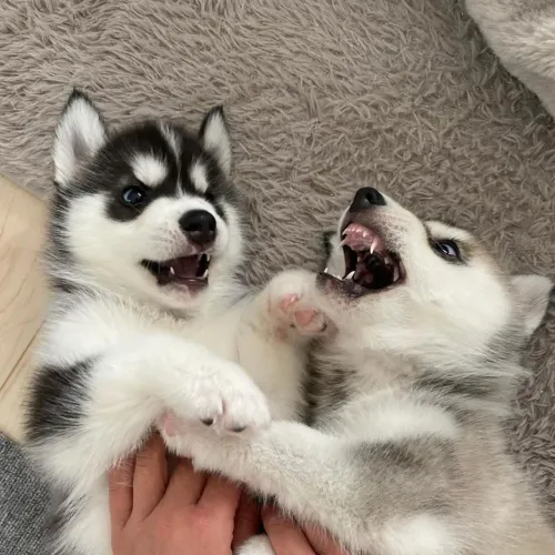 Husky siberiano Cachorrinho fofo esperando para ser escolhido