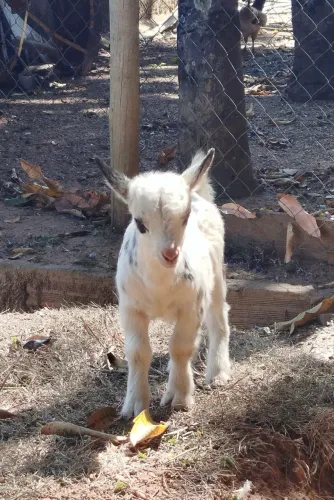 Mini cabrito filhote puro