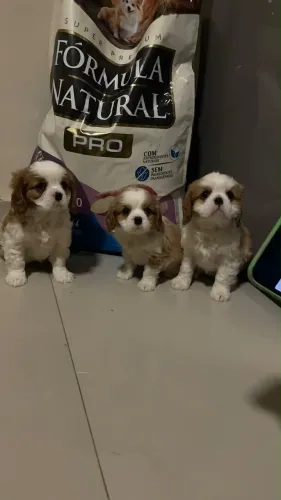 Cavalier filhotes fêmeas