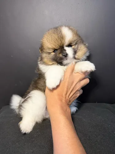 Lulu da Pomerania anão Ursinho particolor ac cartão até 12x