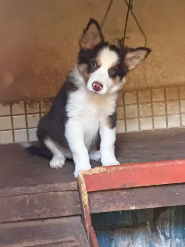 Border collie excelente qualidade
