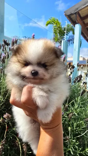 Filhotes de Lulu sa Pomerania