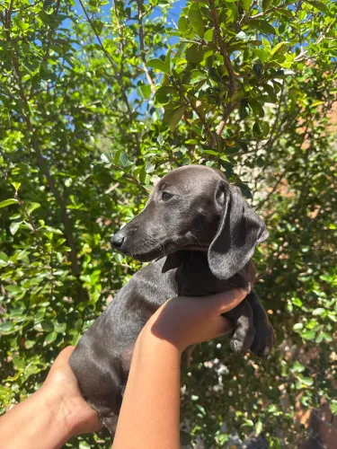 Filhote de fêmea Basset preta black!! Maravilhosa