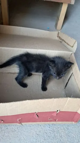 Doação de gato filhote