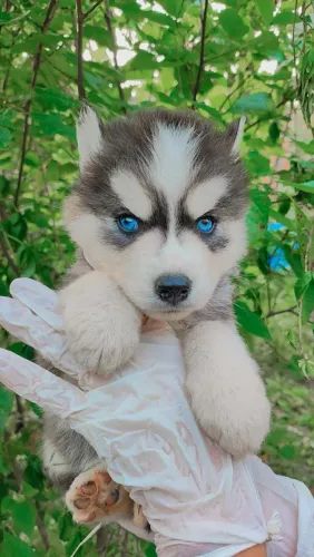 Husky siberiano