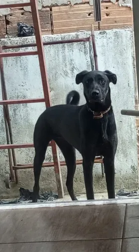 Cachorro pra doação 