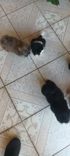 Vendo cachorrinhos shih tzu