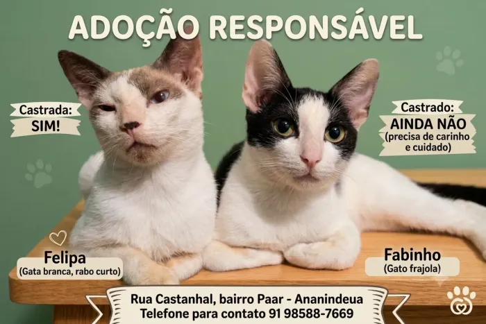 Gatos para adoção
