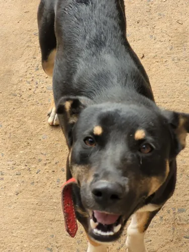 Cachorro
