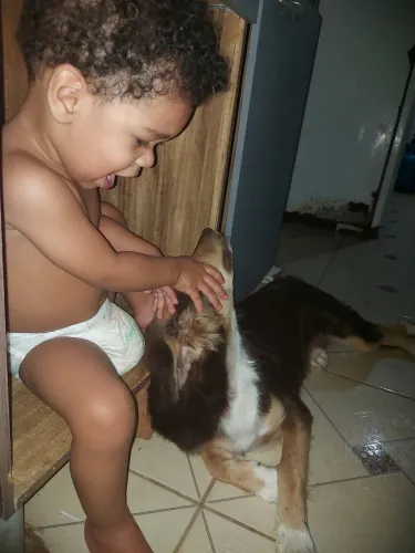 Cachorro para Adoção