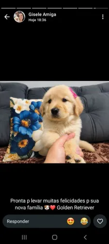 Golden retriver