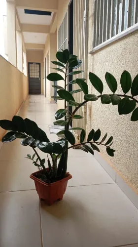 PLANTA ZAMIOCULCA