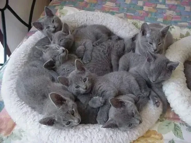 Russian Blue