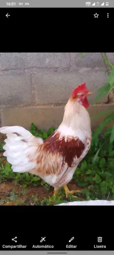 Galo lindo para venda 