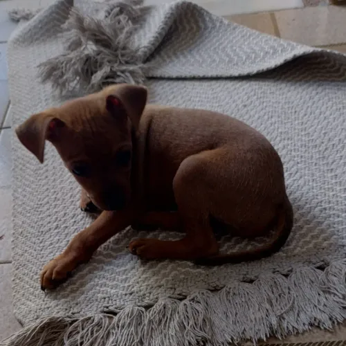 Cachorro 