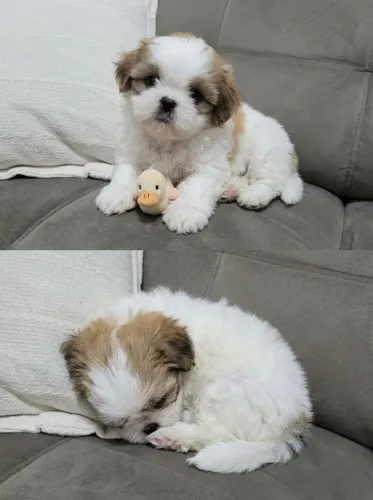 Doação de Cachorro da Raça Shin Tzu - 7 meses