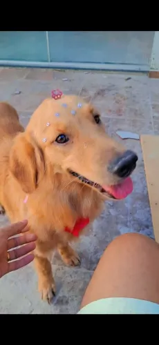 Filhote (Kira) 10 meses, vacinação tudo em dias.