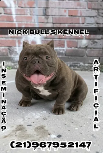 Inseminação Artificial Canina