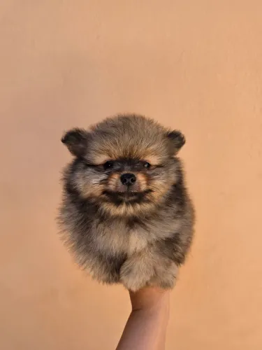 Spitz alemão anão macho