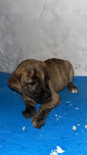 Doação de cachorro