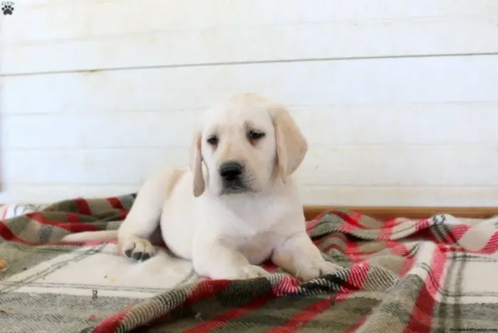 Labrador - Adquira Hoje | Chame no WhatsApp