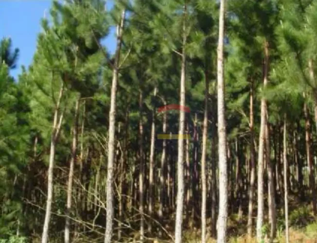 Chácara á venda em Araçoiaba/SP- 26.000m² - reflorestamento de Pinheiro (Pimus Eliotis) e