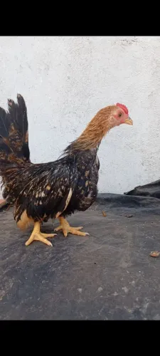 Garnizer pernas curtas 