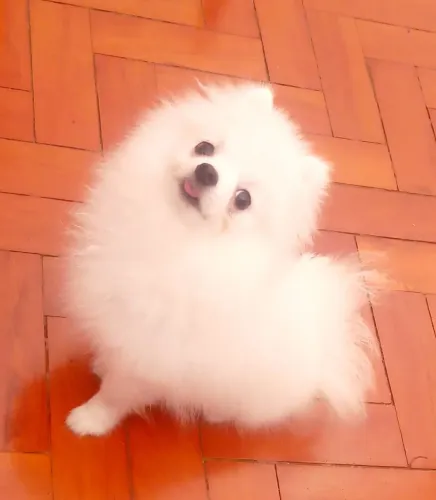 Linda Filhote de Lulu da Pomerânia à Venda